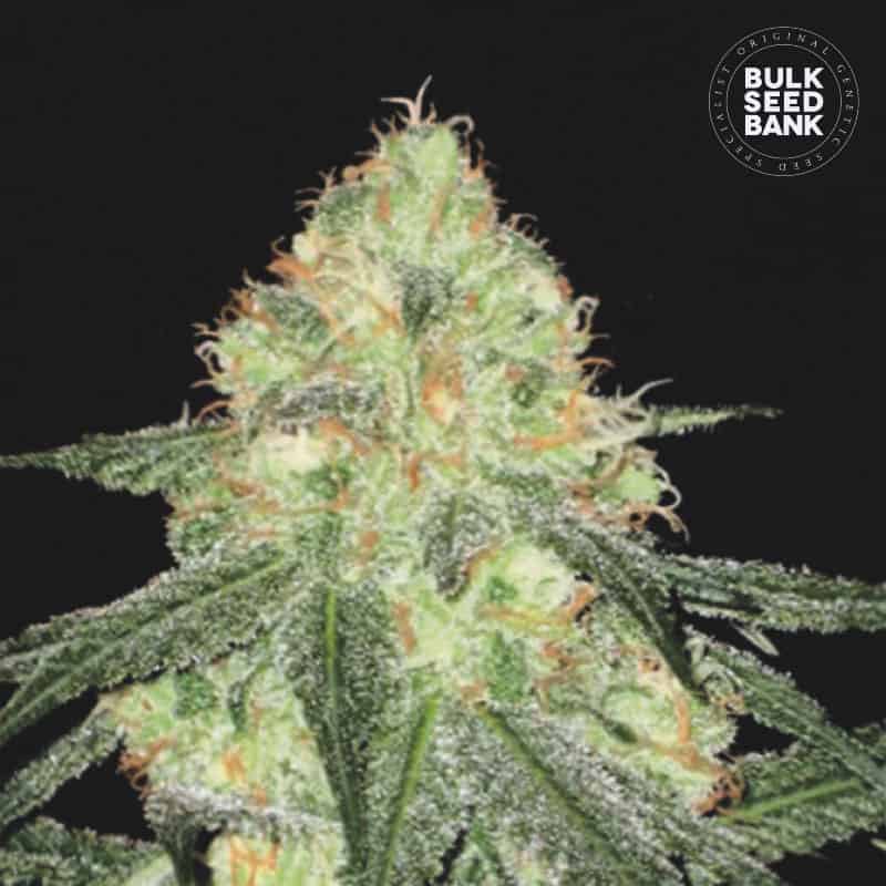 Auto-Sour_Diesel