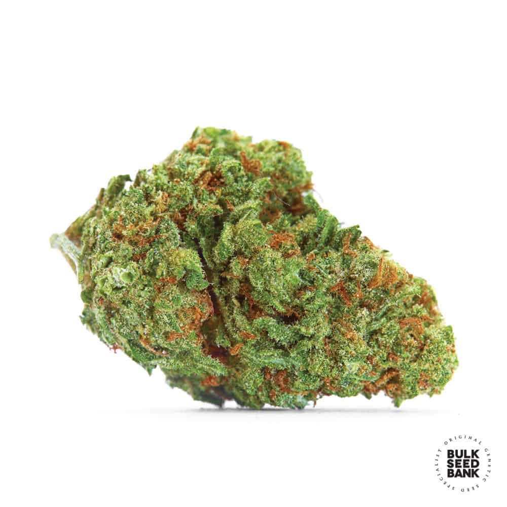 auro-sour-diesel
