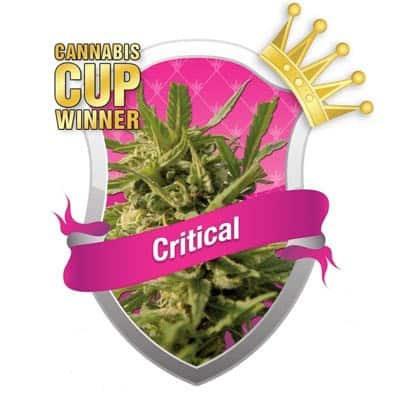 RQS - Critical fem 5kom-0