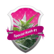 Special Kush #1 fem 10kom-0