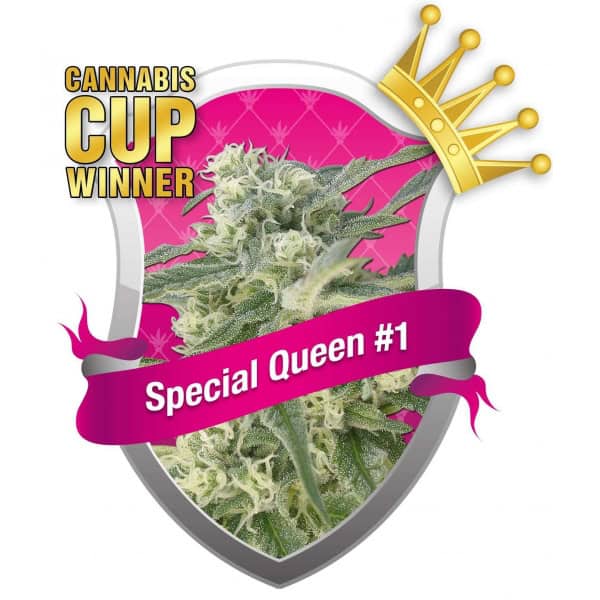 RQS-Special Queen #1 fem 10kom-0