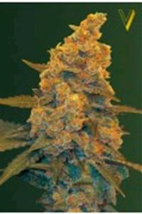 Victory Seeds - Blow Dream 10 fem.-0