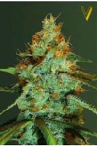 Victory Seeds - Original Limonade Skunk 10 fem.-0