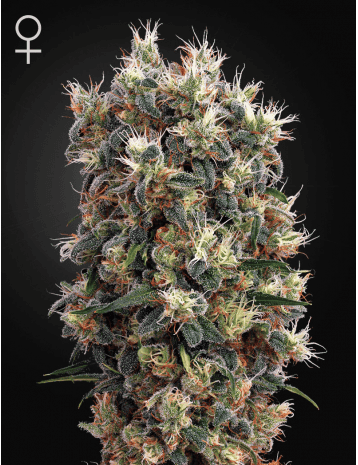 Green House Seeds - The Church 5 fem.-0
