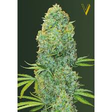 Victory Seeds - Amnesia Haze 10 fem.-0