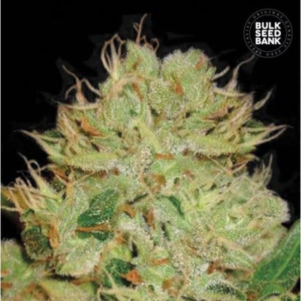Bulk Seed Bank Auto Bigger Bud 10 fem-0