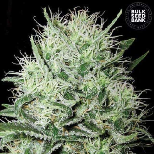 Bulk Seed Bank Auto Devils Kiss 10 fem-0