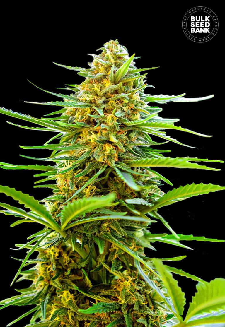 Bulk Seed Bank Auto Banana Monkey 10 fem-0