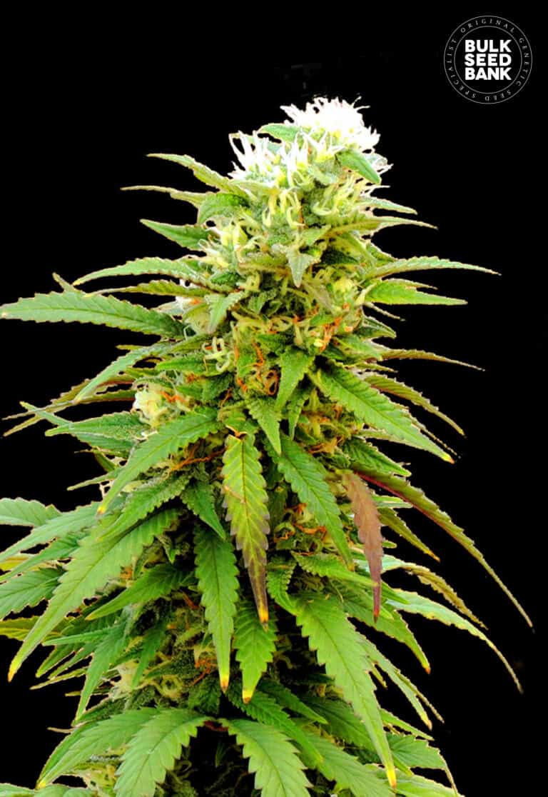Bulk Seed Bank Auto Zkittly Zi Zi 10 fem-0