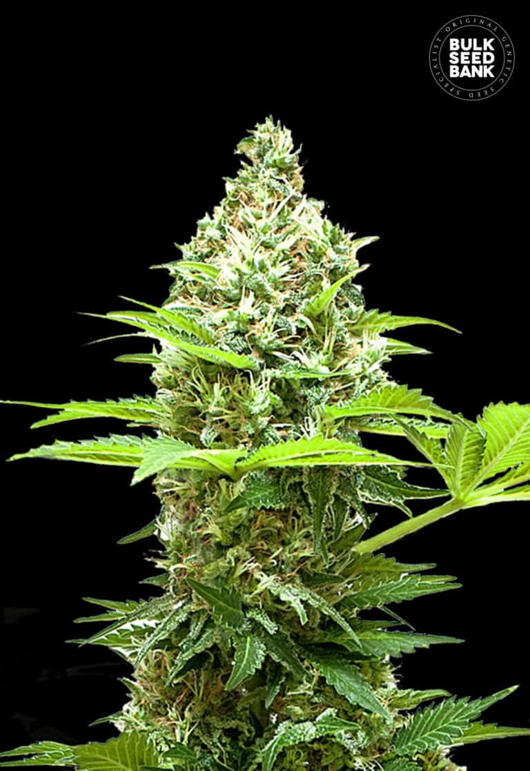 Bulk Seed Bank Sherbet Power 10 fem-0