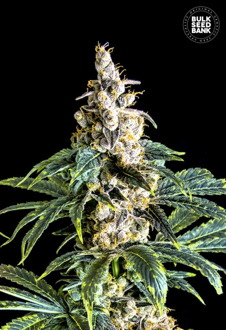Bulk Seed Bank Zkittly Zi Zi 10 fem-0