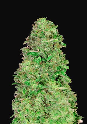 FAST BUDS - CBD AUTO 20:1 5 fem-0