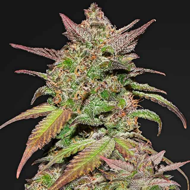 FAST BUDS - SMOOTHIE AUTO 5 fem-0