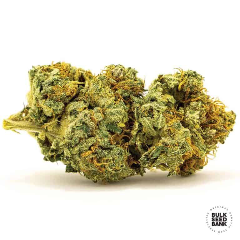 AUTO-BANANA-MONKEY-768x768