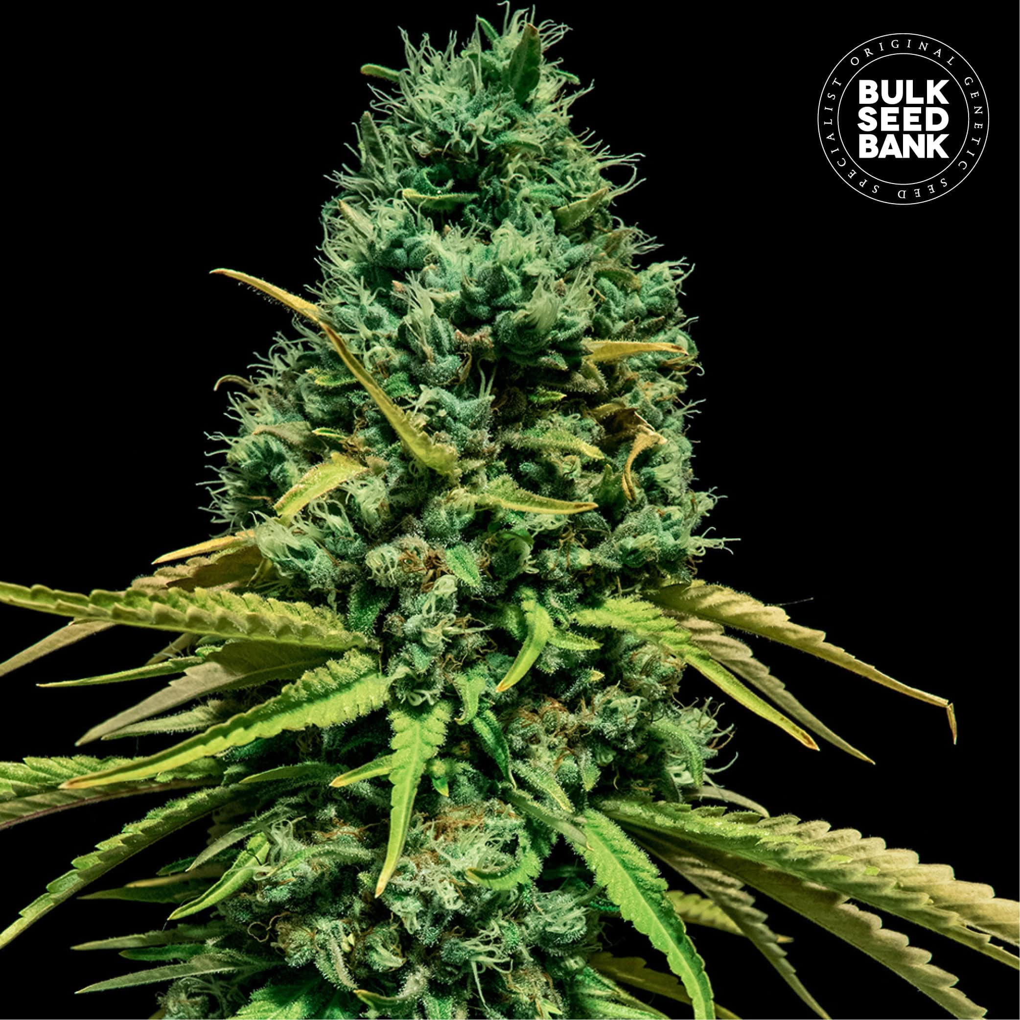 Fem-Hell_Bells_OG
